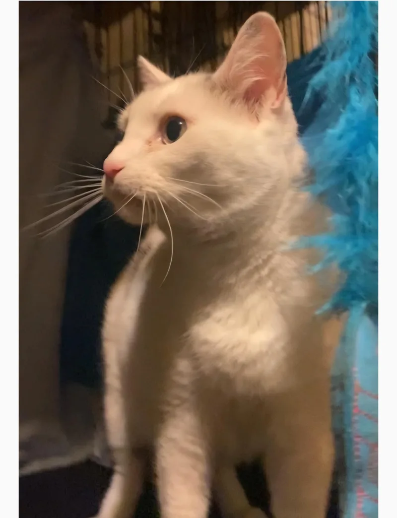 Polly thumbnail 3
