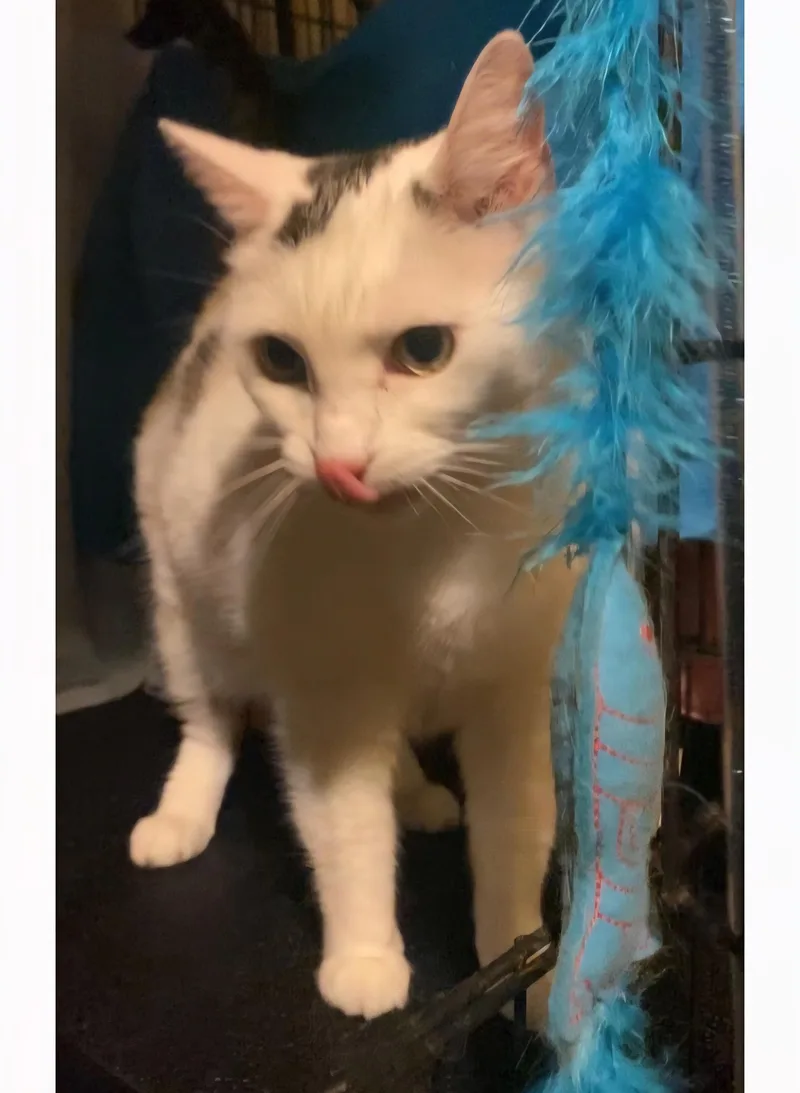 Polly thumbnail 5