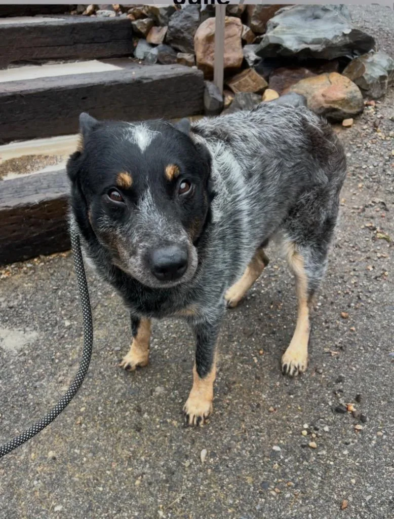 An adult medium-sized male Australian Cattle Dog / Blue Heeler dog named Deeogee for adoption in Hot Springs Village, AR