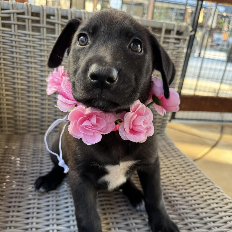 Bella