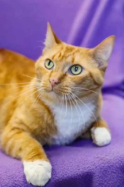 A baby medium-sized male Domestic Short Hair cat named Garfield for adoption in Dothan, AL