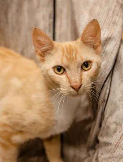 Garfield thumbnail 2