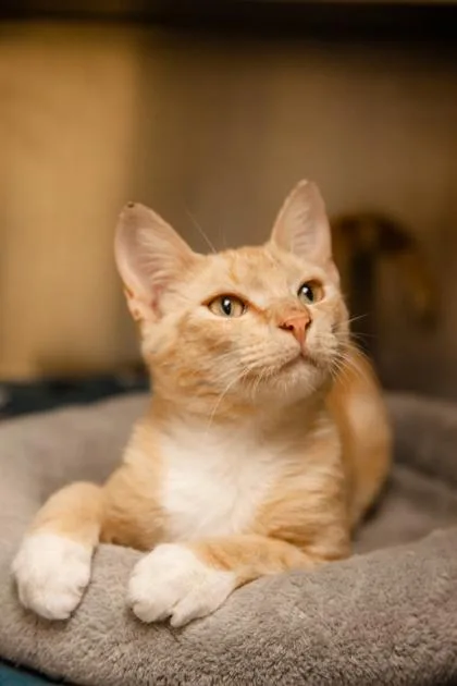 Garfield thumbnail 3