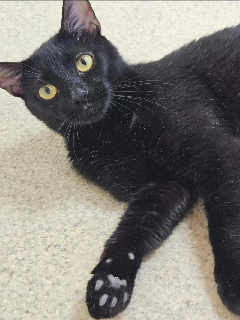 A young small-sized female Black Domestic Short Hair cat named Goldie for adoption in Westbrook, CT