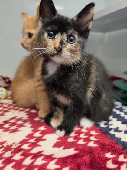 A baby small-sized female Domestic Short Hair cat named Razzmatazz for adoption in Roseville, CA