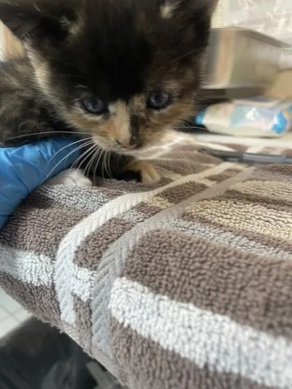 Razzmatazz thumbnail 2