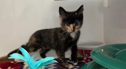 Razzmatazz thumbnail 3