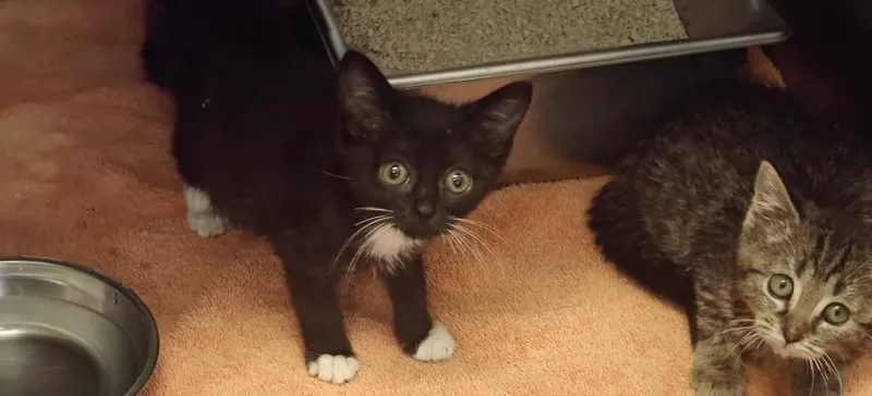 A baby small-sized female Domestic Short Hair cat named Kida for adoption in Santa Fe, NM