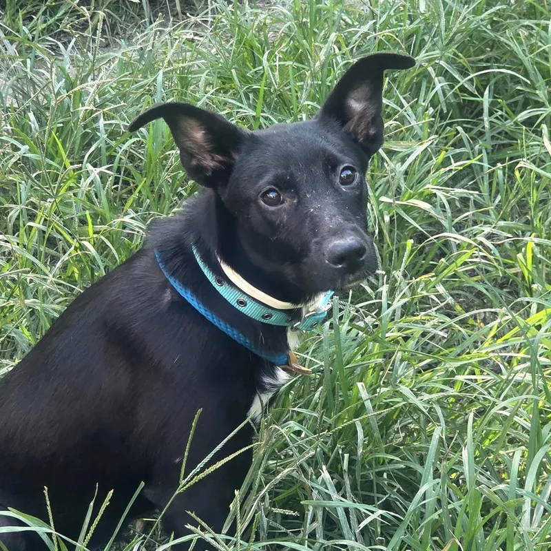 A young medium-sized female Black Shepherd dog named Darby for adoption in Anderson, TX