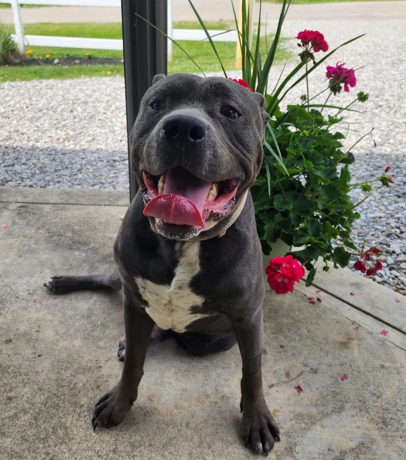 A young large-sized male Gray / Blue / Silver Mixed Breed dog named Ace for adoption in New Albany, OH