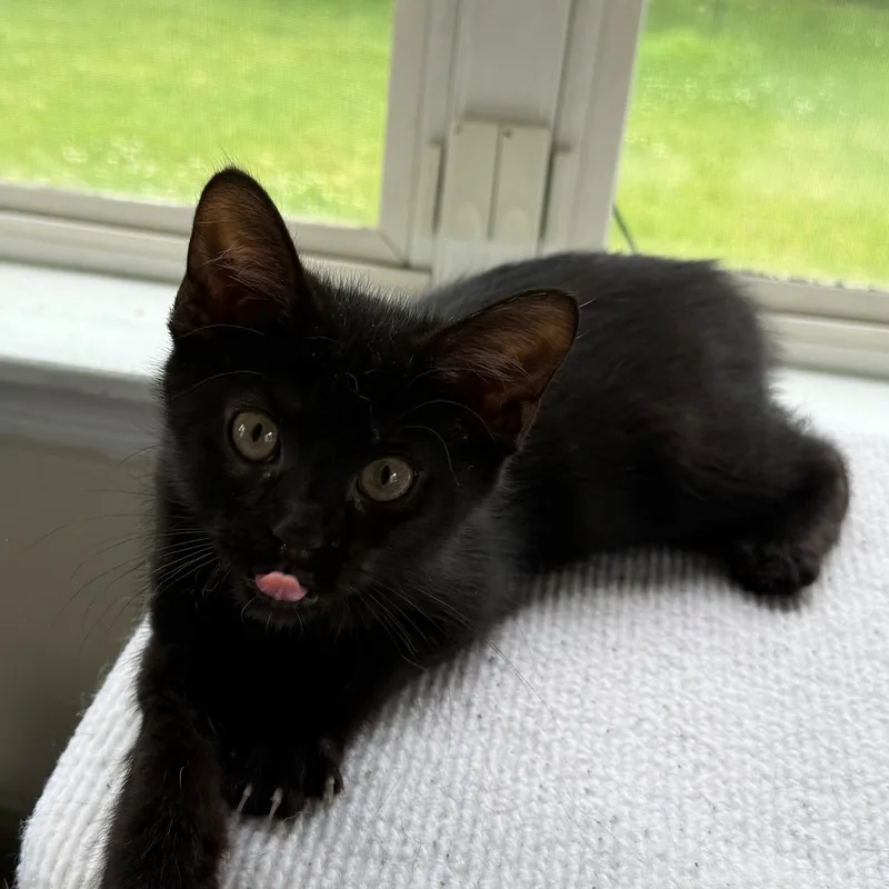 A baby small-sized male Black Domestic Short Hair cat named Clarence for adoption in Indianapolis, IN