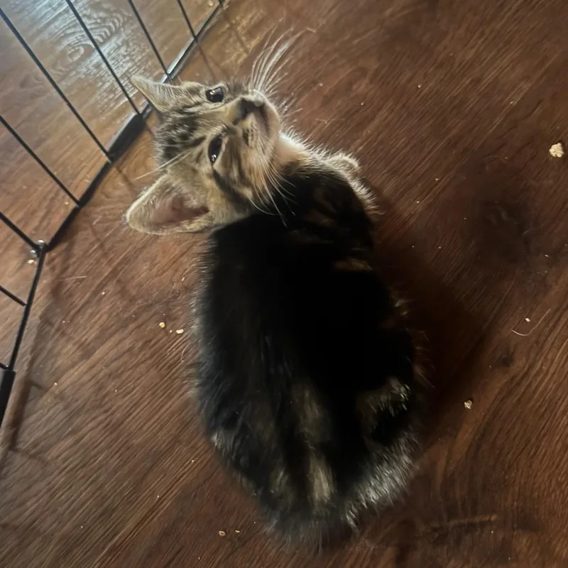 A baby small-sized male Brown / Chocolate Domestic Short Hair cat named Jon for adoption in Buellton, CA