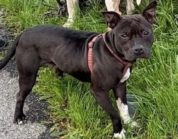 An adult medium-sized female American Staffordshire Terrier dog named Peanut for adoption in Lodi, CA