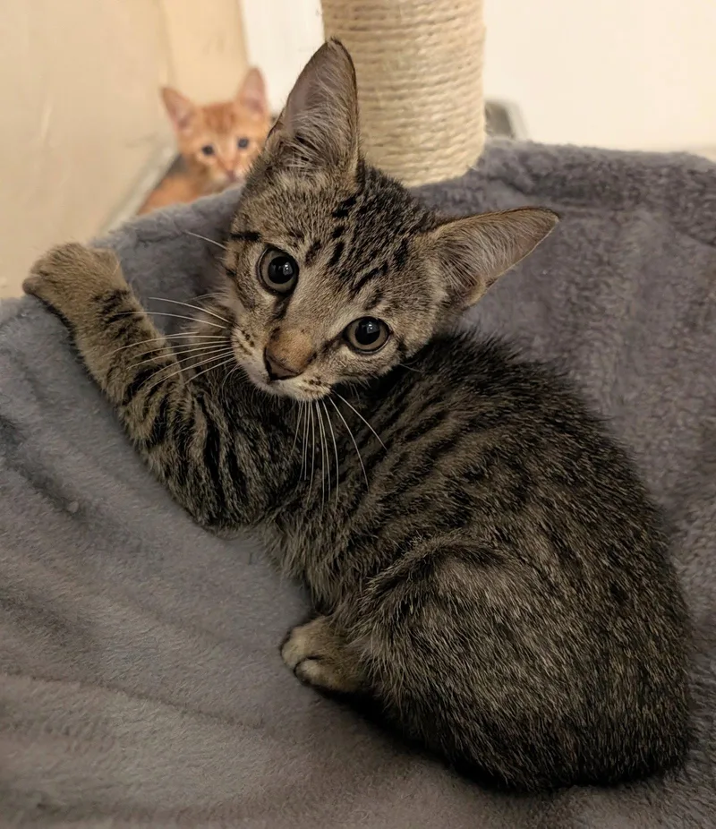 A baby medium-sized female Brown / Chocolate Domestic Short Hair cat named Misty for adoption in Oviedo, FL
