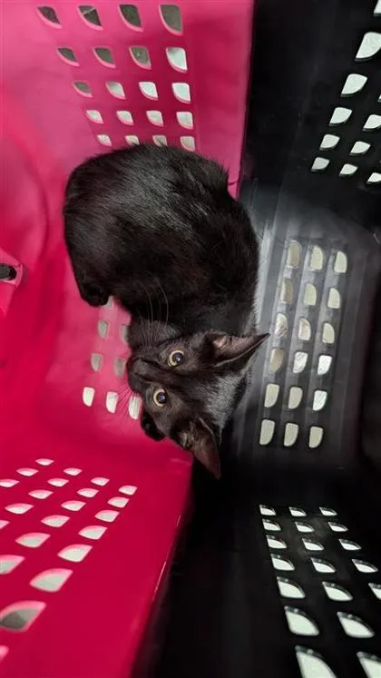 A baby small-sized female Domestic Short Hair cat named Olive for adoption in Largo, FL