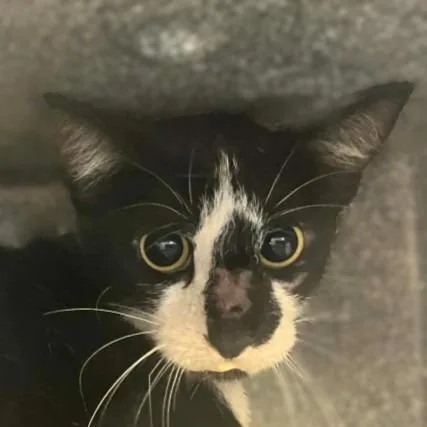A young medium-sized female Domestic Medium Hair cat named Ezra for adoption in Brenham, TX