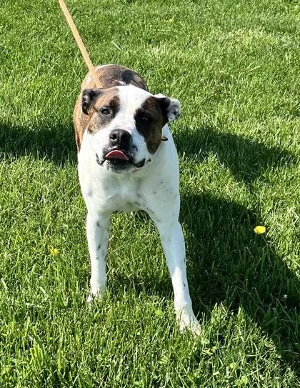 An adult medium-sized male Terrier dog named Goose for adoption in Columbus, IN
