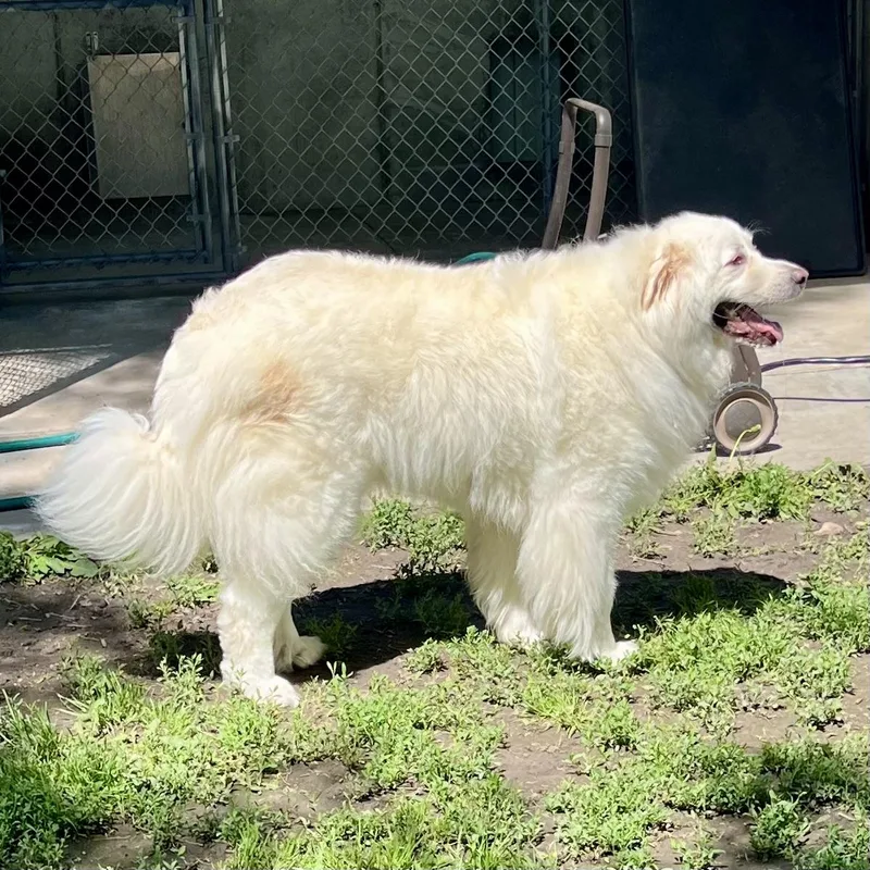 An adult extra large-sized female White / Cream Great Pyrenees dog named Yuki for adoption in Albany, MO