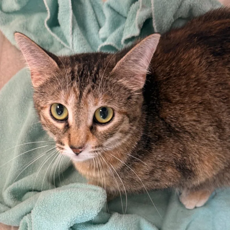 A young medium-sized female Brown / Chocolate Domestic Short Hair cat named Mcgonnagal for adoption in Evansville, IN
