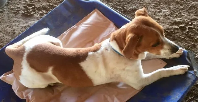 A senior medium-sized male Beagle dog named Gilmore for adoption in Quinlan, TX