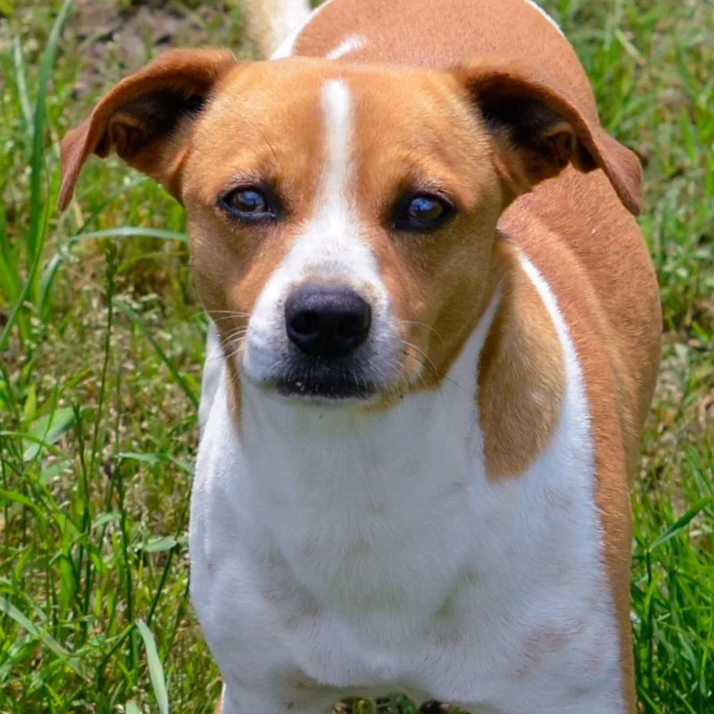 Gilmore thumbnail 2