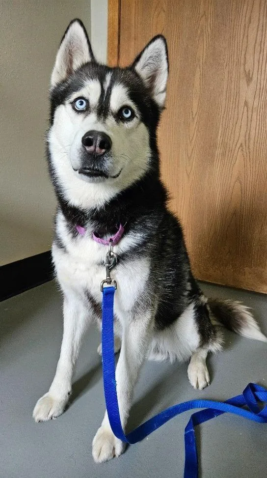 An adult large-sized male Siberian Husky dog named Lincoln for adoption in Barron, WI