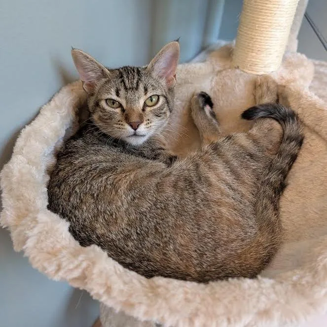 A baby small-sized female Brown / Chocolate Domestic Short Hair cat named Bulldozer for adoption in South Elgin, IL