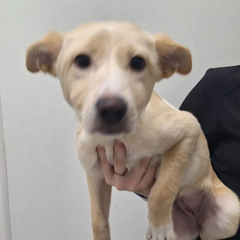 A young medium-sized female White / Cream Labrador Retriever dog named River for adoption in Lake Havasu City, AZ