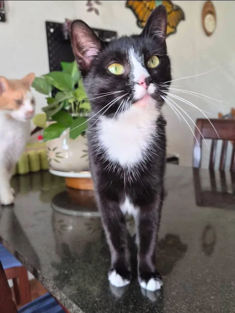 An adult medium-sized female Domestic Short Hair cat named Louise for adoption in Alexander, NY