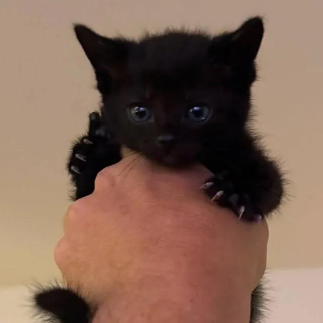 A baby small-sized male Black Domestic Short Hair cat named Shadow for adoption in Huntsville, AL