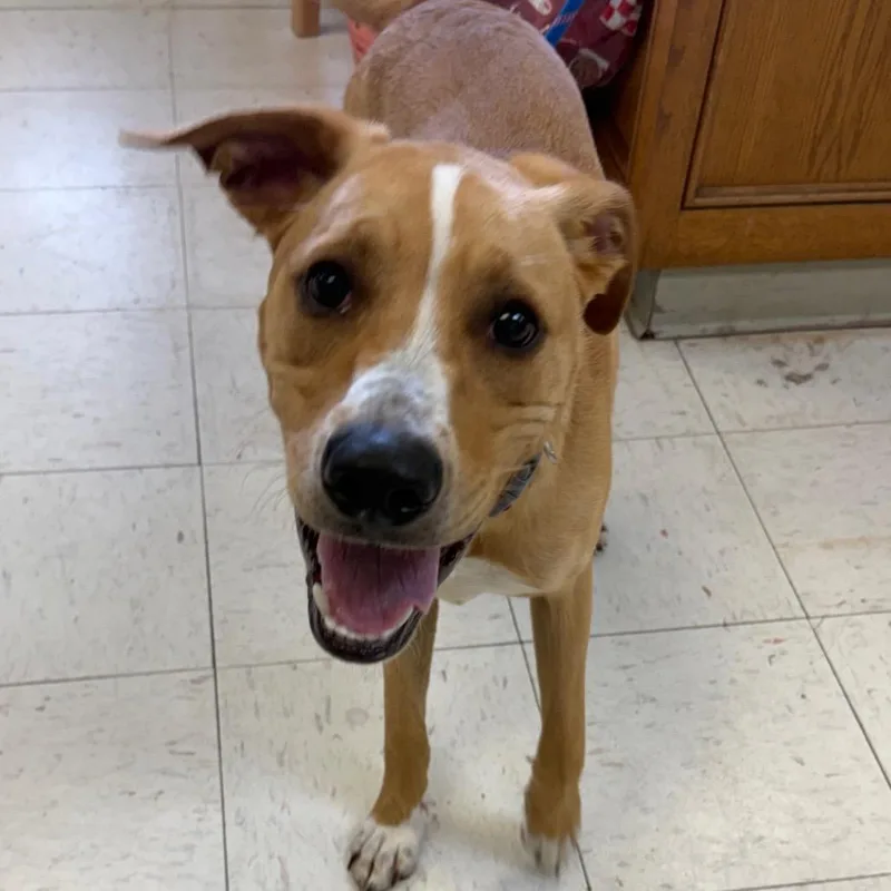 A young medium-sized male Yellow / Tan / Blond / Fawn Shepherd dog named Dexter for adoption in Jacksonville, AR