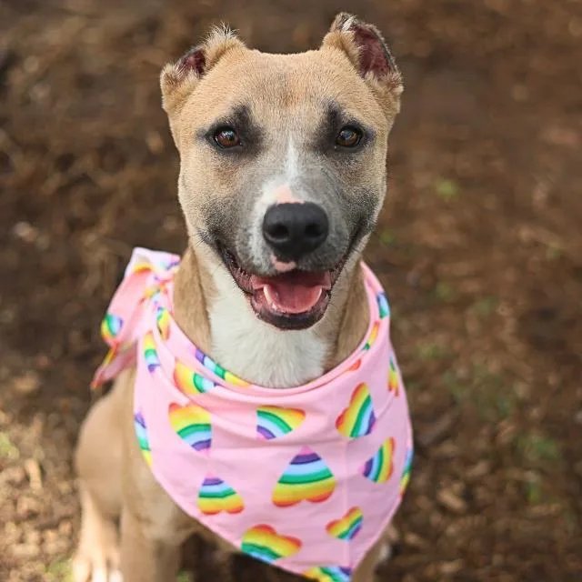 A young medium-sized female American Staffordshire Terrier dog named Suzie for adoption in San Antonio, TX