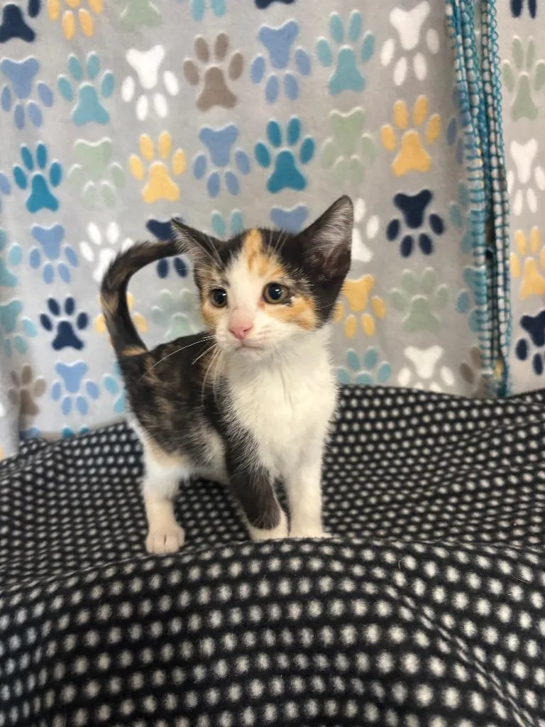 A baby medium-sized female Domestic Short Hair cat named Maple for adoption in Wabash, IN