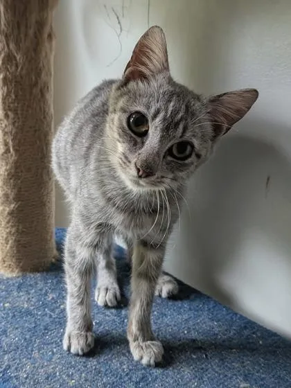 Kadi  `a Priority thumbnail 2