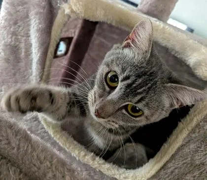 Kadi  `a Priority thumbnail 3