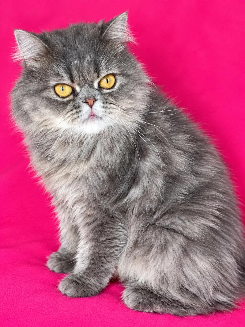 An adult medium-sized female Persian cat named Heather for adoption in Middletown, DE