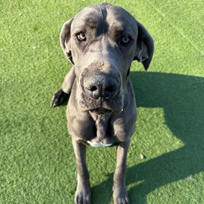 A young extra large-sized female Gray / Blue / Silver Great Dane dog named Misty for adoption in Groton, CT