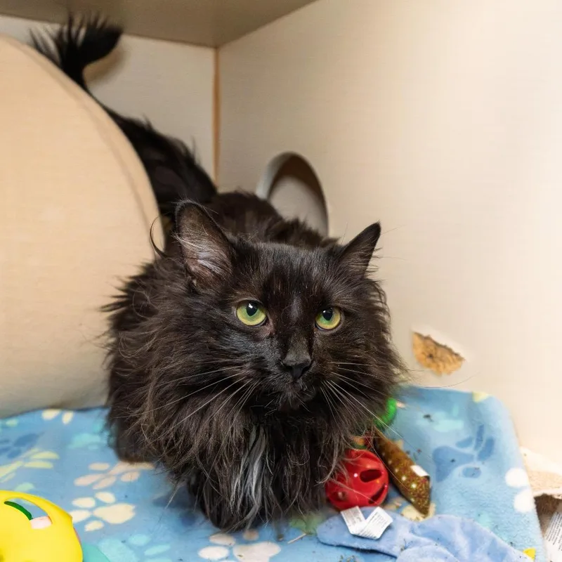 An adult large-sized female Black Domestic Long Hair cat named Stormi for adoption in South Elgin, IL