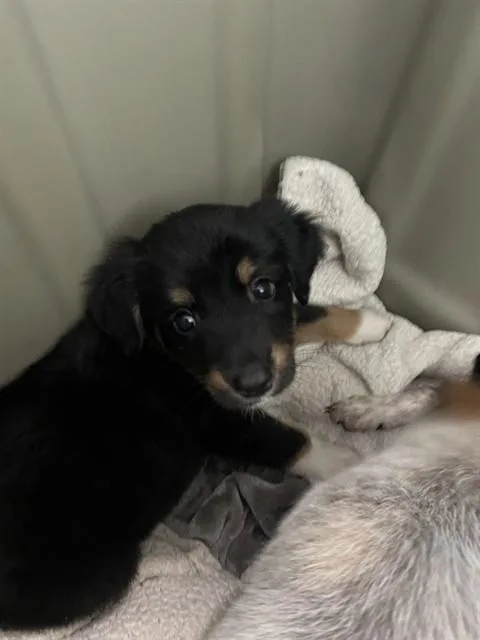 A baby medium-sized female Australian Cattle Dog / Blue Heeler dog named Trixie A for adoption in Plano, TX