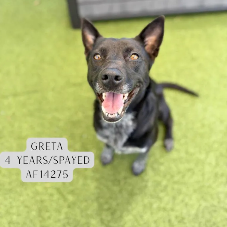Greta thumbnail 2
