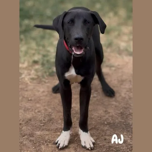 A young large-sized male Black Great Dane dog named Aj for adoption in Shreveport, LA