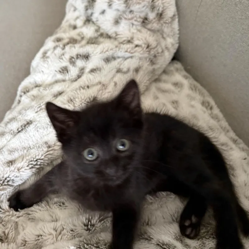 A baby small-sized female Domestic Short Hair cat named Violet for adoption in Silver Spring, MD