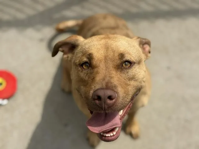 A young large-sized female Labrador Retriever dog named Kya for adoption in Tulsa, OK