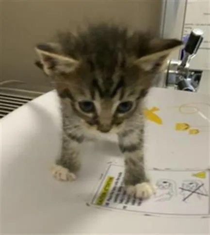 A baby small-sized female Domestic Short Hair cat named Mouse for adoption in Visalia, CA