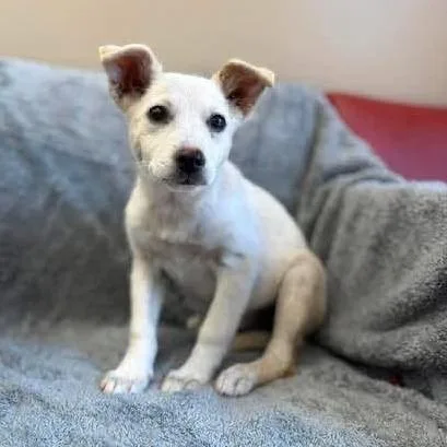 A baby small-sized female White / Cream Mixed Breed dog named Harley for adoption in Alexandria, VA