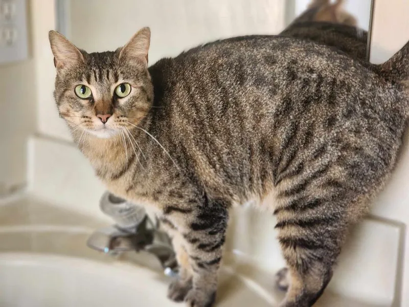 An adult medium-sized female Domestic Short Hair cat named Lizzie for adoption in Ballwin, MO