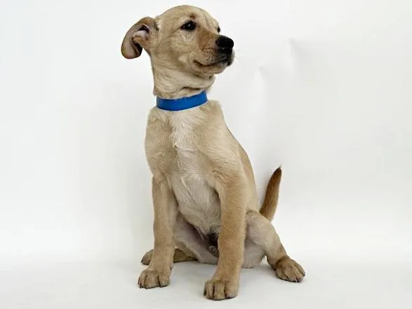 A baby small-sized male Terrier dog named Alex for adoption in Saint Louis, MO