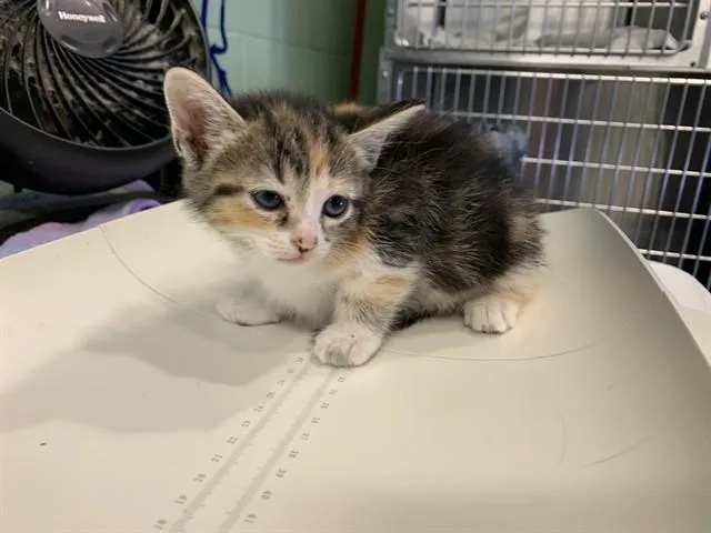 A baby small-sized female Domestic Short Hair cat named Yara for adoption in Grand Prairie, TX