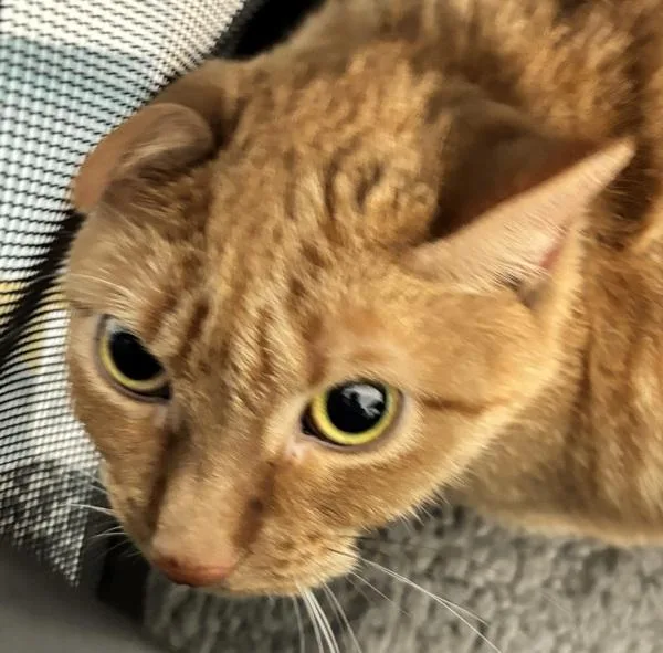 An adult medium-sized female Domestic Short Hair cat named Petunia for adoption in Ridgewood, NY