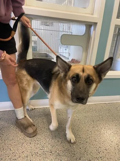 An adult large-sized female German Shepherd Dog dog named Dolly Parton for adoption in Columbus, IN